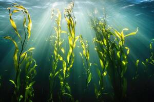 A serene underwater view of a kelp forest swaying gently in the ocean current. photo