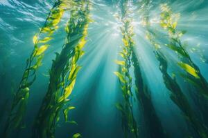A serene underwater view of a kelp forest swaying gently in the ocean current. photo