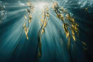 A serene underwater view of a kelp forest swaying gently in the ocean current. photo