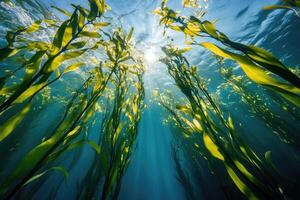 A serene underwater view of a kelp forest swaying gently in the ocean current. photo