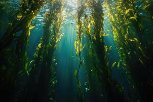A serene underwater view of a kelp forest swaying gently in the ocean current. photo