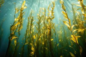 A serene underwater view of a kelp forest swaying gently in the ocean current. photo