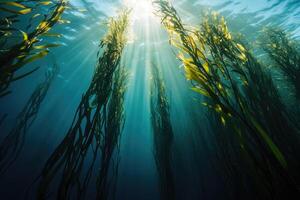 A serene underwater view of a kelp forest swaying gently in the ocean current. photo