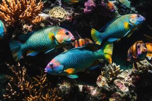 A vibrant school of parrotfish grazes on coral in a bustling, colorful reef. photo