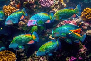 A vibrant school of parrotfish grazes on coral in a bustling, colorful reef. photo