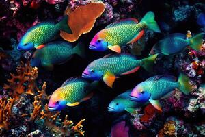 A vibrant school of parrotfish grazes on coral in a bustling, colorful reef. photo