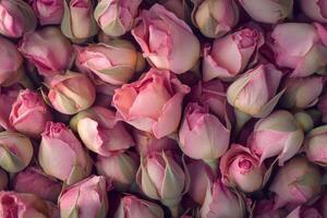 A delicate array of pink rose buds forms a soft, textured background. photo