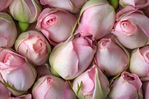 A delicate array of pink rose buds forms a soft, textured background. photo