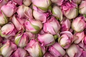 A delicate array of pink rose buds forms a soft, textured background. photo