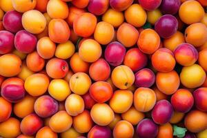 A vibrant collection of apricots forms a colorful and textured background. photo
