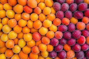 A vibrant collection of apricots forms a colorful and textured background. photo