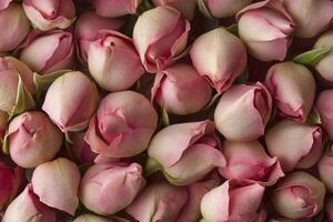A delicate array of pink rose buds forms a soft, textured background. photo