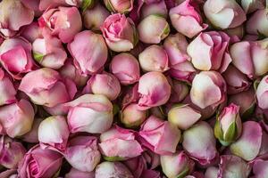 A delicate array of pink rose buds forms a soft, textured background. photo