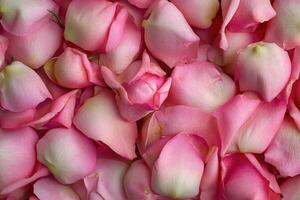 A delicate array of pink rose buds forms a soft, textured background. photo