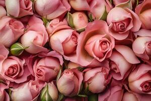 A delicate array of pink rose buds forms a soft, textured background. photo