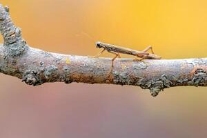 A stick insect perfectly camouflaged on a branch. photo