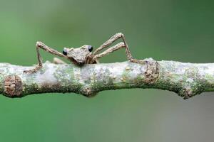 A stick insect perfectly camouflaged on a branch. photo