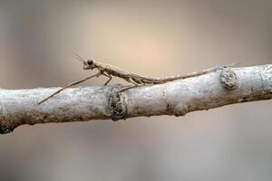 A stick insect perfectly camouflaged on a branch. photo