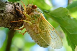 A cicada emerging from its exoskeleton. photo