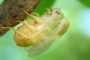 A cicada emerging from its exoskeleton. photo