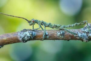 A stick insect perfectly camouflaged on a branch. photo