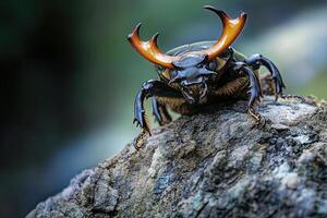 A stag beetle resting on a tree trunk. photo