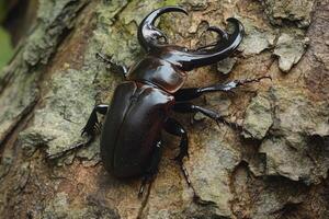 A stag beetle resting on a tree trunk. photo