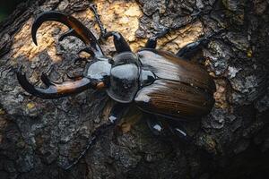 A stag beetle resting on a tree trunk. photo