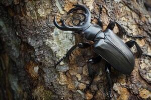 A stag beetle resting on a tree trunk. photo