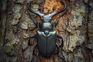 A stag beetle resting on a tree trunk. photo