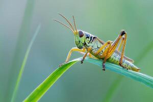 A grasshopper resting on a blade of grass. photo