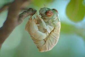 A cicada emerging from its exoskeleton. photo