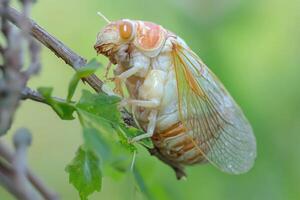 A cicada emerging from its exoskeleton. photo