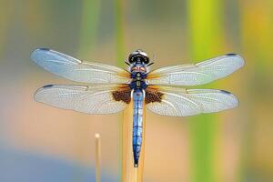 A dragonfly perched on a reed in a pond. photo