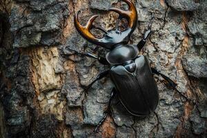 A stag beetle resting on a tree trunk. photo