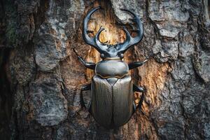 A stag beetle resting on a tree trunk. photo