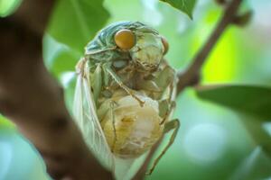 A cicada emerging from its exoskeleton. photo