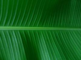 Green Banana Leaf and Petiole Texture Background., Natural Plant Texture photo
