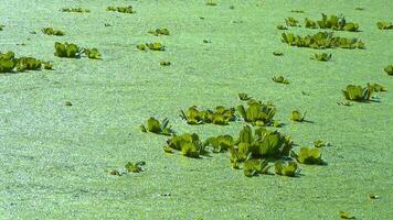 Floating aquatic plants Pistia stratiotes among duckweed and Wolffia in a stagnant pond video