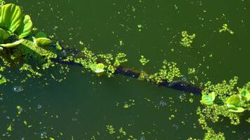 Duckweed, Wolffia and Pistia floats on the surface of the water in the stagnant water of the lake video