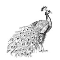 Beautiful Peacock bird retro sketch hand drawn illustration vector