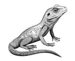 Lizard hand drawn sketch illustration Animal - Reptile vector