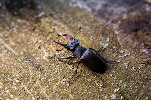 Stag beetle on a wooden background. Big horned beetle photo