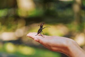 Stag Beetle. Fighting beetles photo