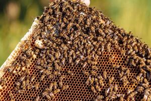 Beekeeper is working with bees and beehives on the apiary. Bees on honeycomb. Frames of a bee hive. Beekeeping. Honey. photo