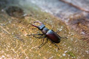 Stag beetle on a wooden background. Big horned beetle. photo