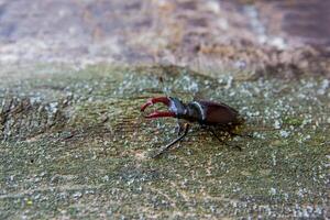 Stag beetle on a wooden. Rhinoceros beetle. Battle Beetle photo