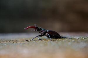 Stag beetle on a wooden background. Big horned beetle photo
