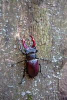 Stag beetle on a wooden. Rhinoceros beetle. Battle Beetle photo
