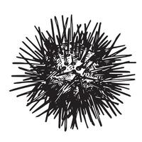sea urchin. illustration in sketch style vector